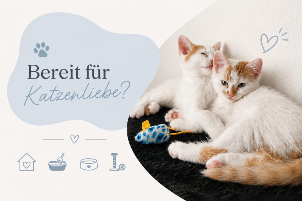 🐈 Erstausstattung Katze: Die ultimative Checkliste für den Einzug
