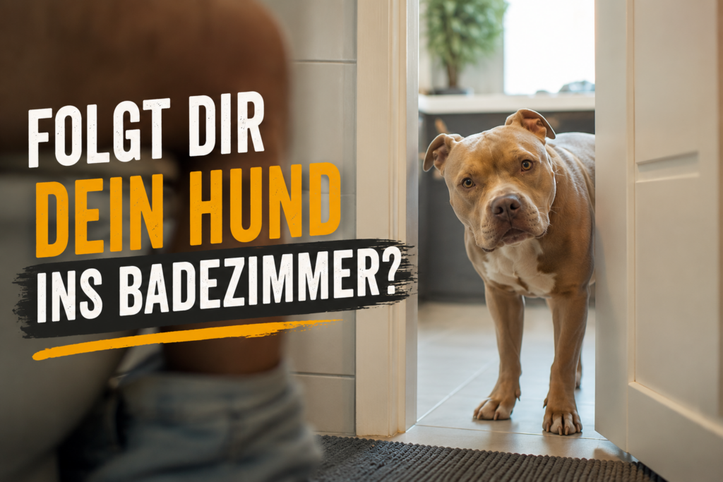 🚪 Schluss mit Badezimmer-Begleitung: 3 Schritte gegen das Kontrollverhalten beim Hund