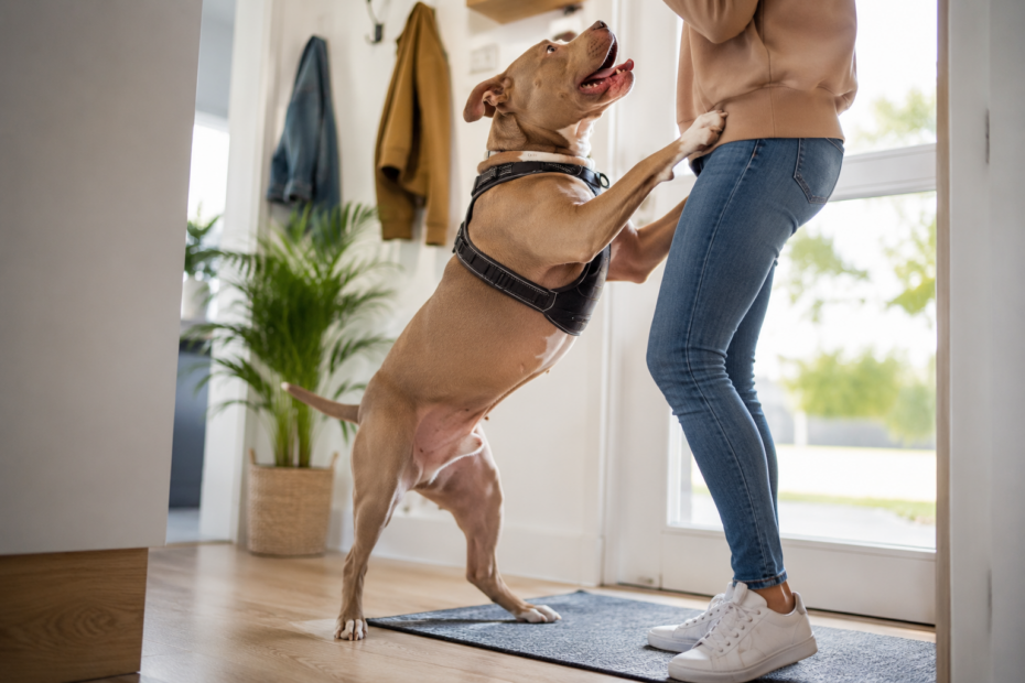 Hund anspringen abgewöhnen: 6 einfache Tipps, die wirklich helfen