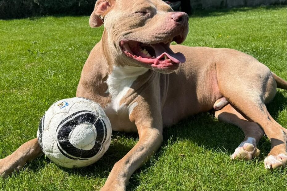 Hund und Durchfall bei Hitze: Ursachen erkennen und richtig handeln