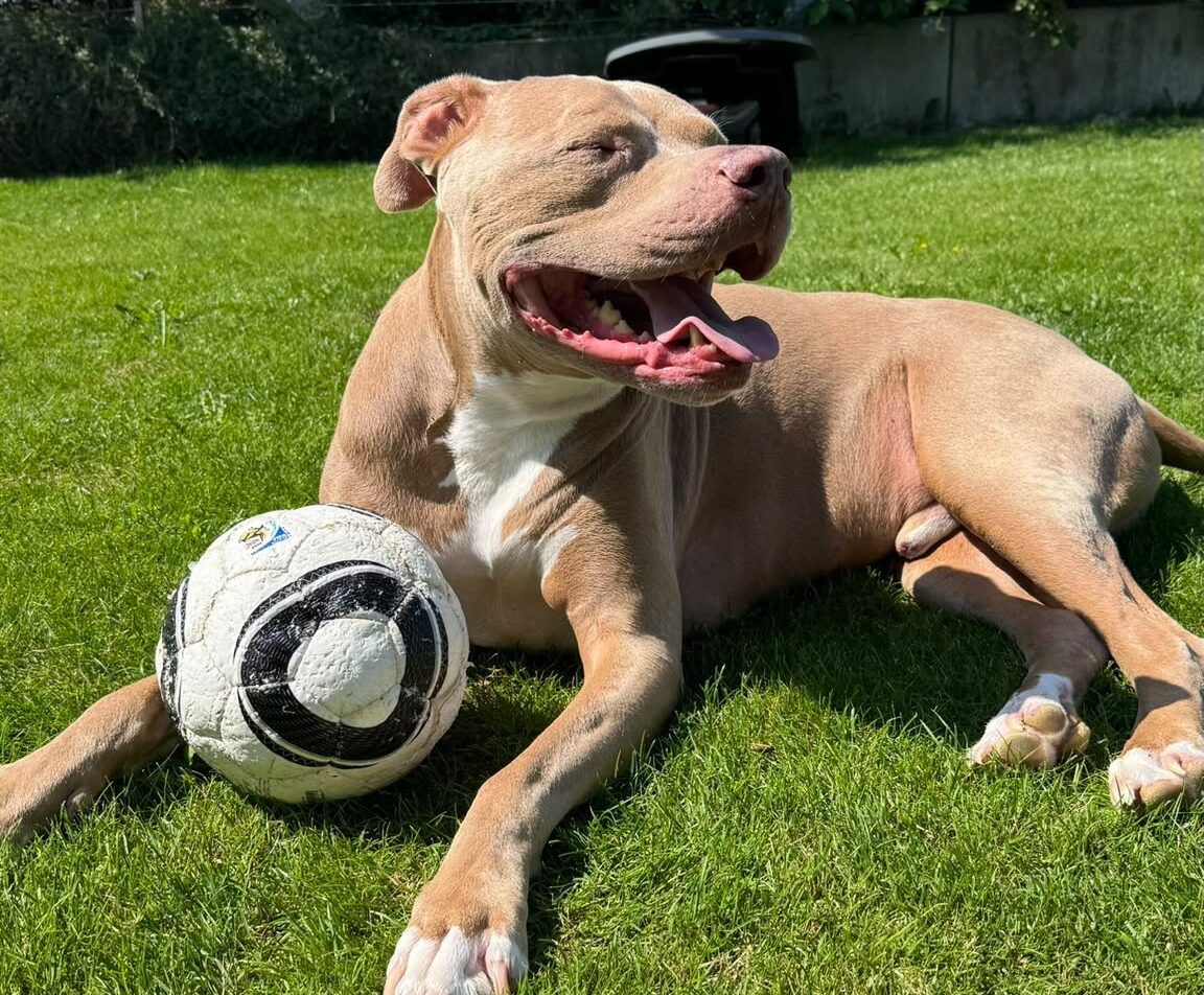 Hund und Durchfall bei Hitze: Ursachen erkennen und richtig handeln