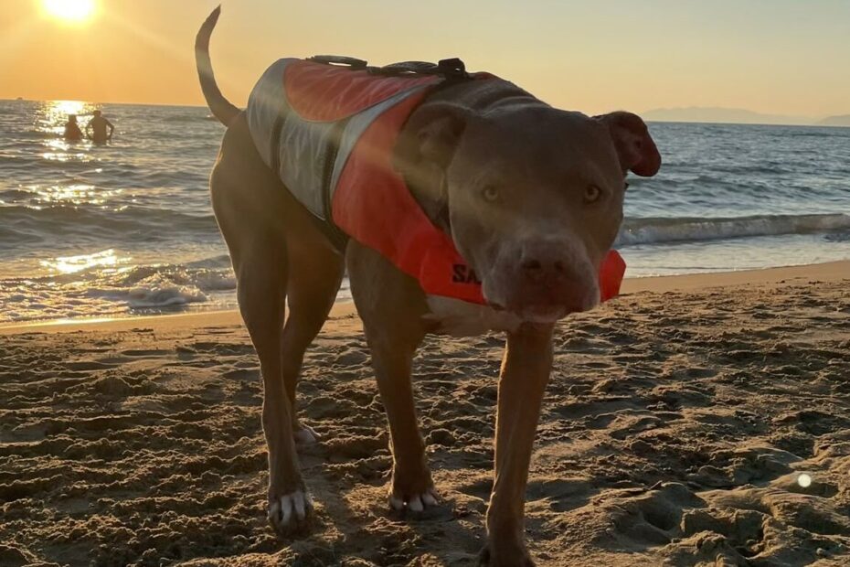 Urlaub mit Hund: entspannt planen, sicher fahren und 20 schöne Reiseziele entdecken