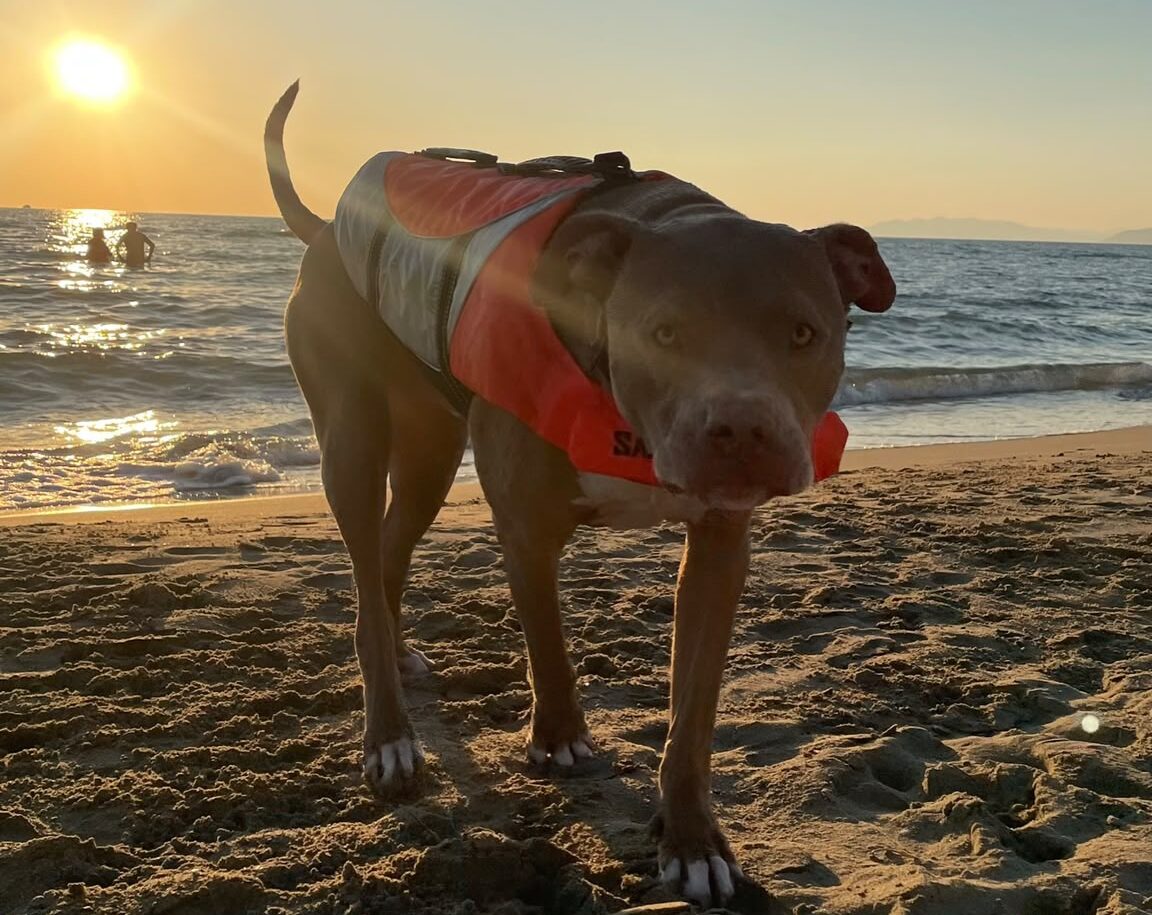 Urlaub mit Hund: entspannt planen, sicher fahren und 20 schöne Reiseziele entdecken